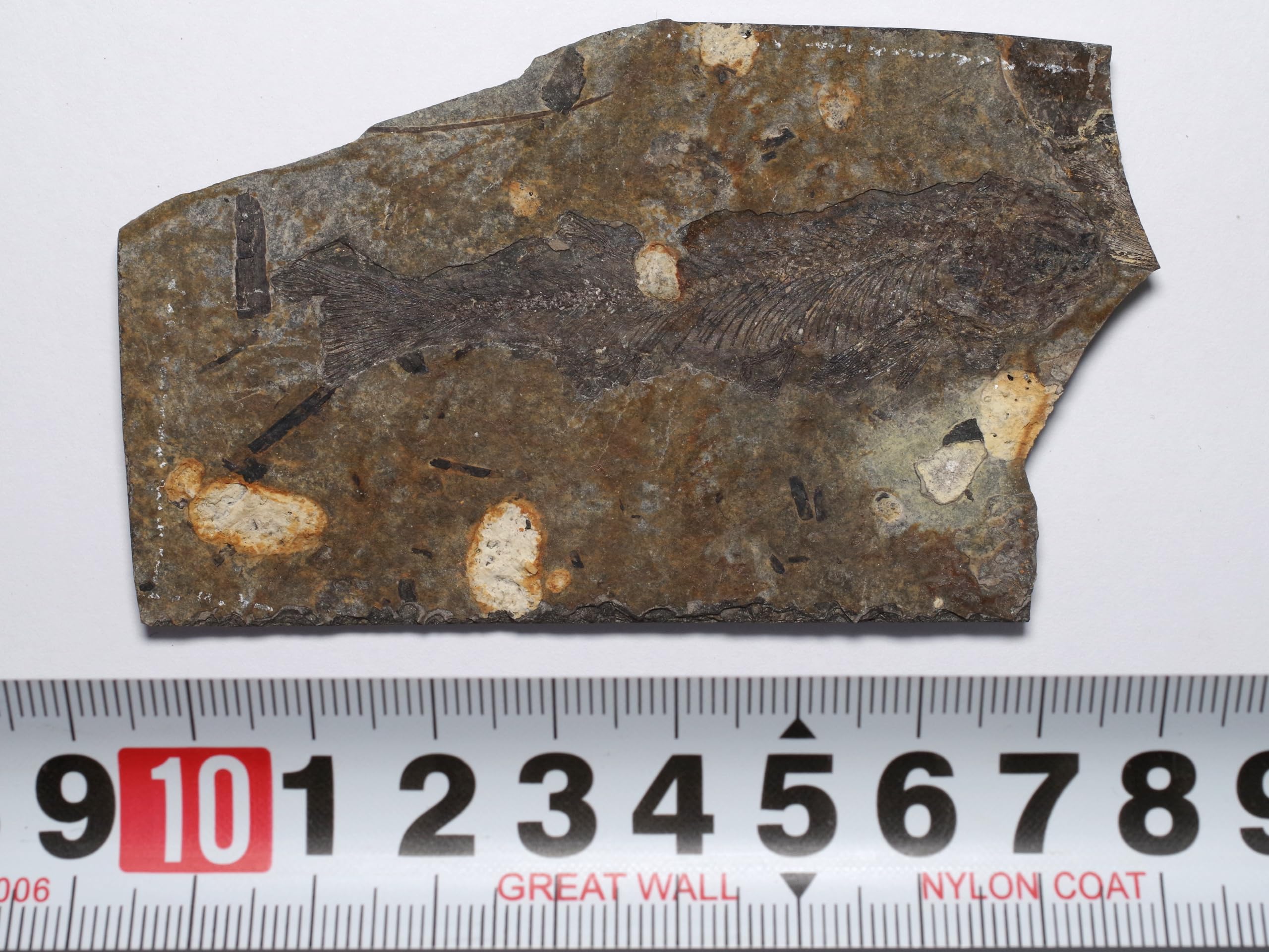 Amazon | [N2 stone Natural] 天然化石 絶滅古代魚が含まれる白